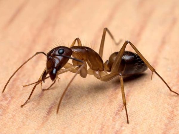 Six Signs that Your Home in Annapolis May Be Infested by Carpenter Ants